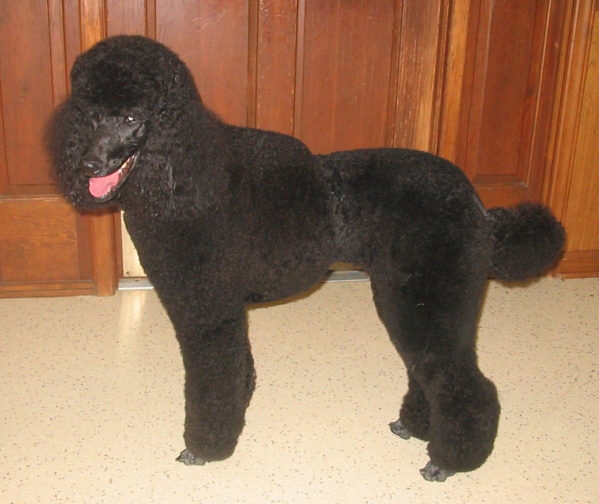 Голландская стрижка пуделя