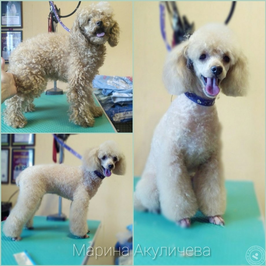 Той пудель стрижка под медвежонка