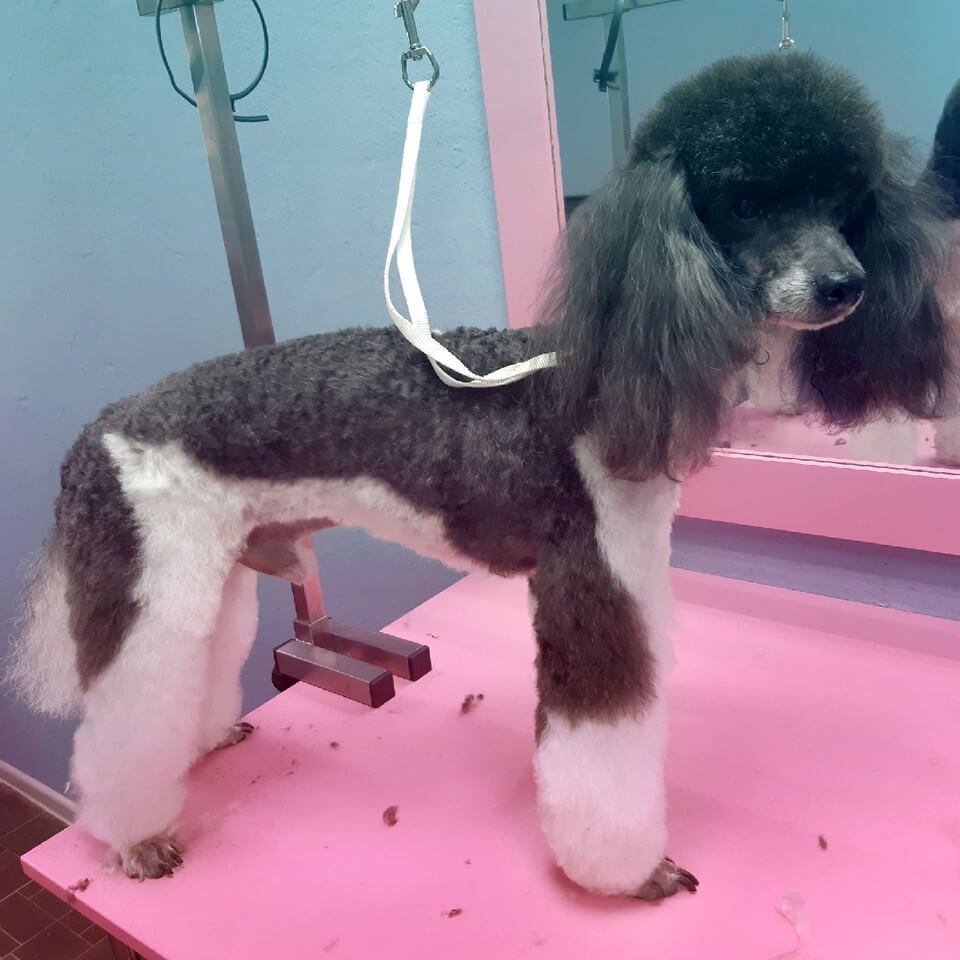 Стрижка головы пуделя