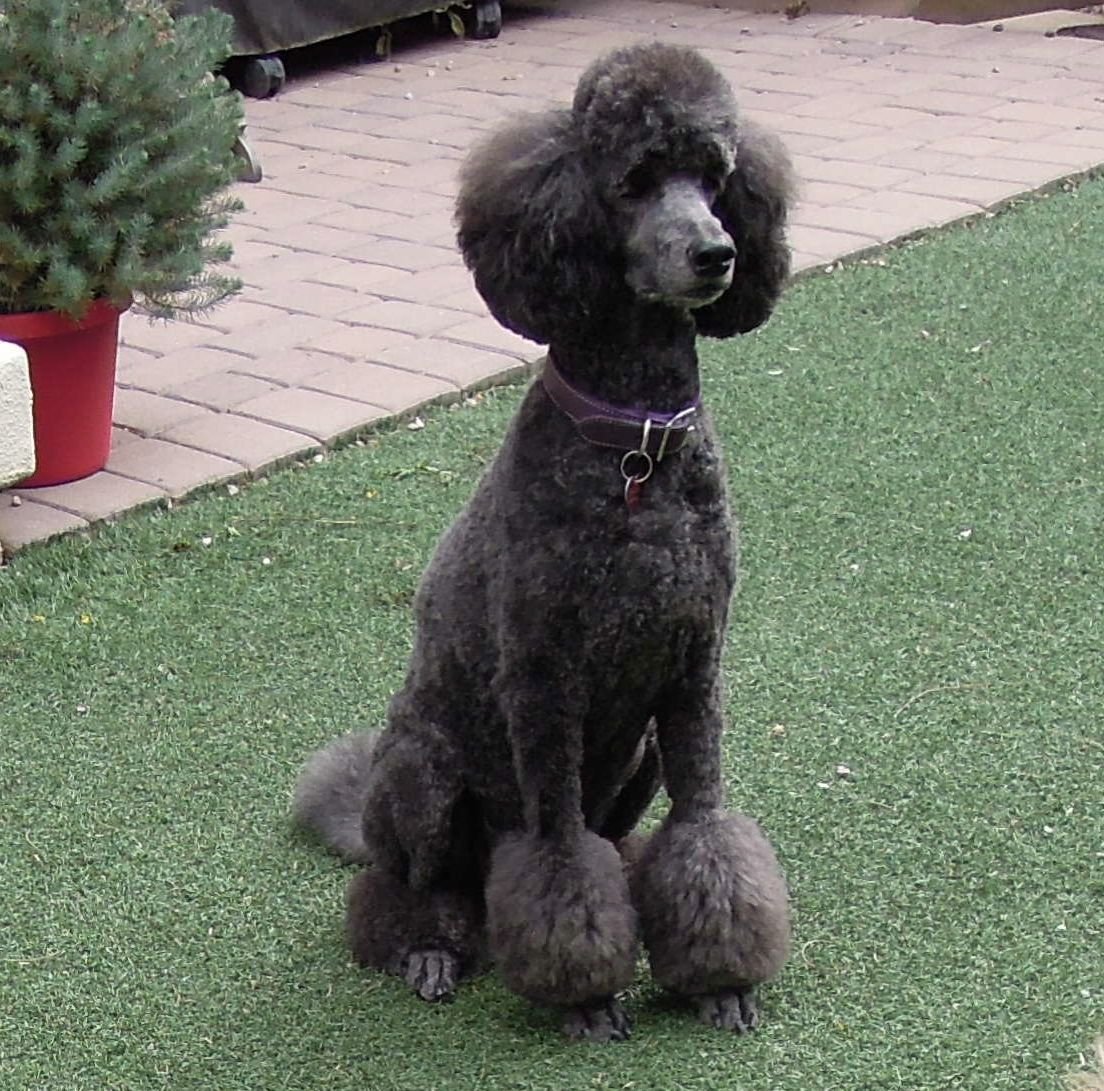 Карликовый пудель груминг