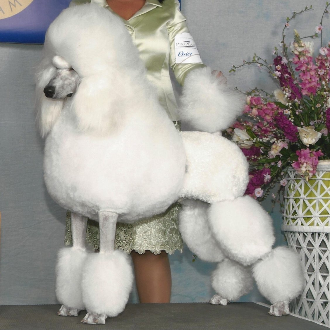 Королевский пудель Континенталь