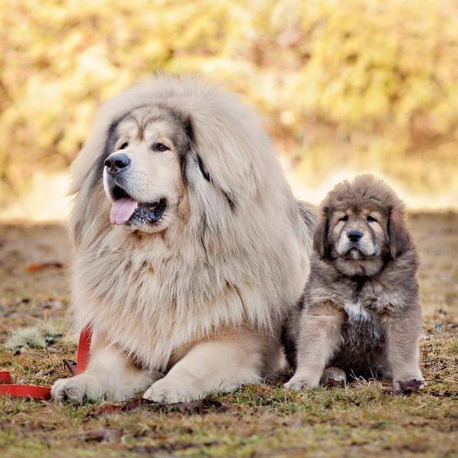 Большая собака тибетский. Тибетский мастиф. Мастиф тибетский мастиф. Голубой тибетский мастиф. Тибетский мастиф белый.