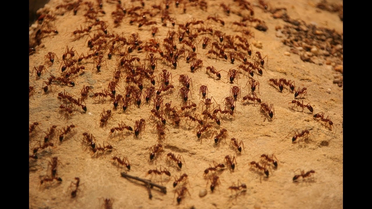 Куча муравьев. Фараоновые муравьи Муравейник. Колония кочевых муравьев. Очень много муравьев.