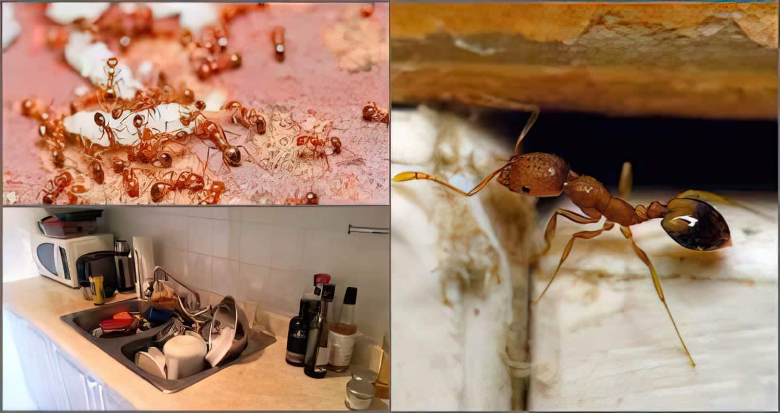 Мелкие муравьи в доме как избавиться. Фараоновые муравьи. Муравьиная матка рыжих муравьев. Рыжий домовый муравей. Рыжие домашние муравьи.