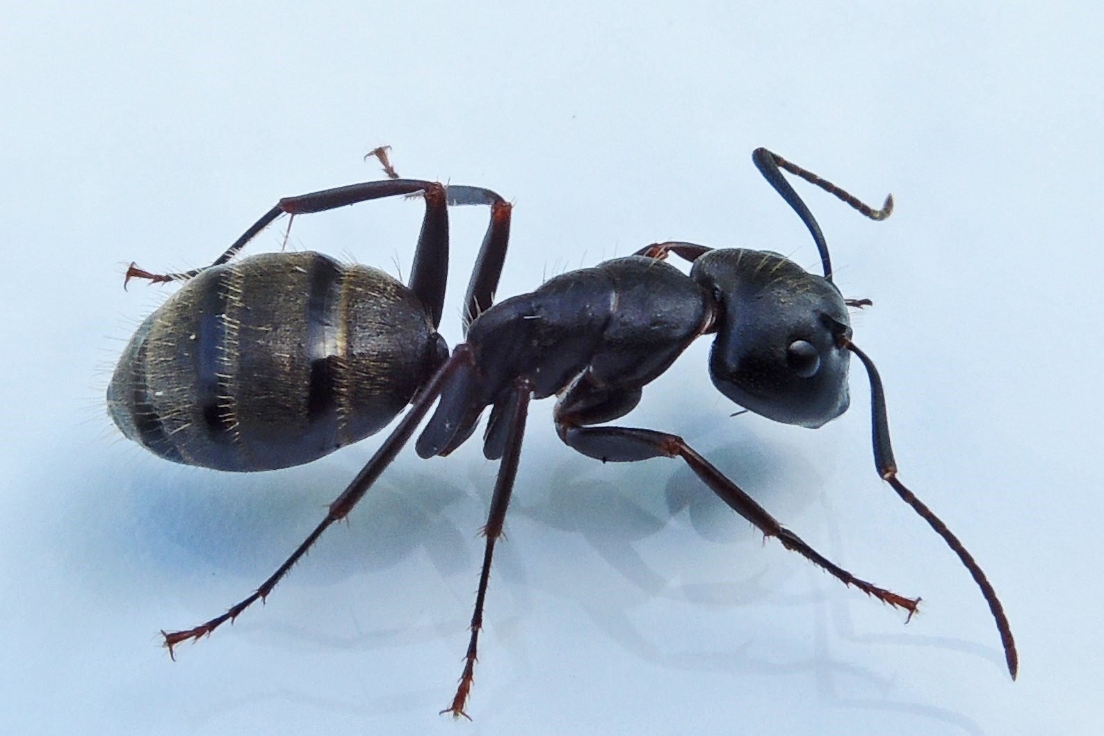 Черный муравей. Camponotus pennsylvanicus. Сурецкий муравей. Черный садовый муравей ареал. Вид Camponotus Gigas.