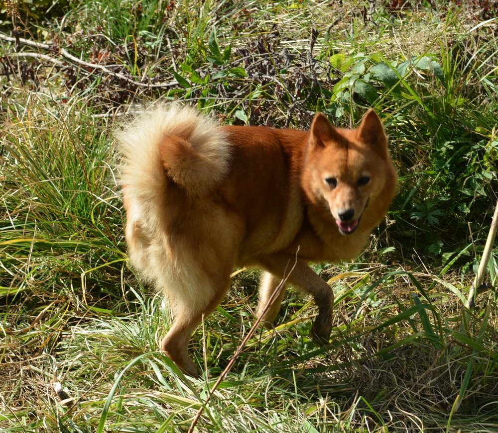 Карело-финская лайка карликовая