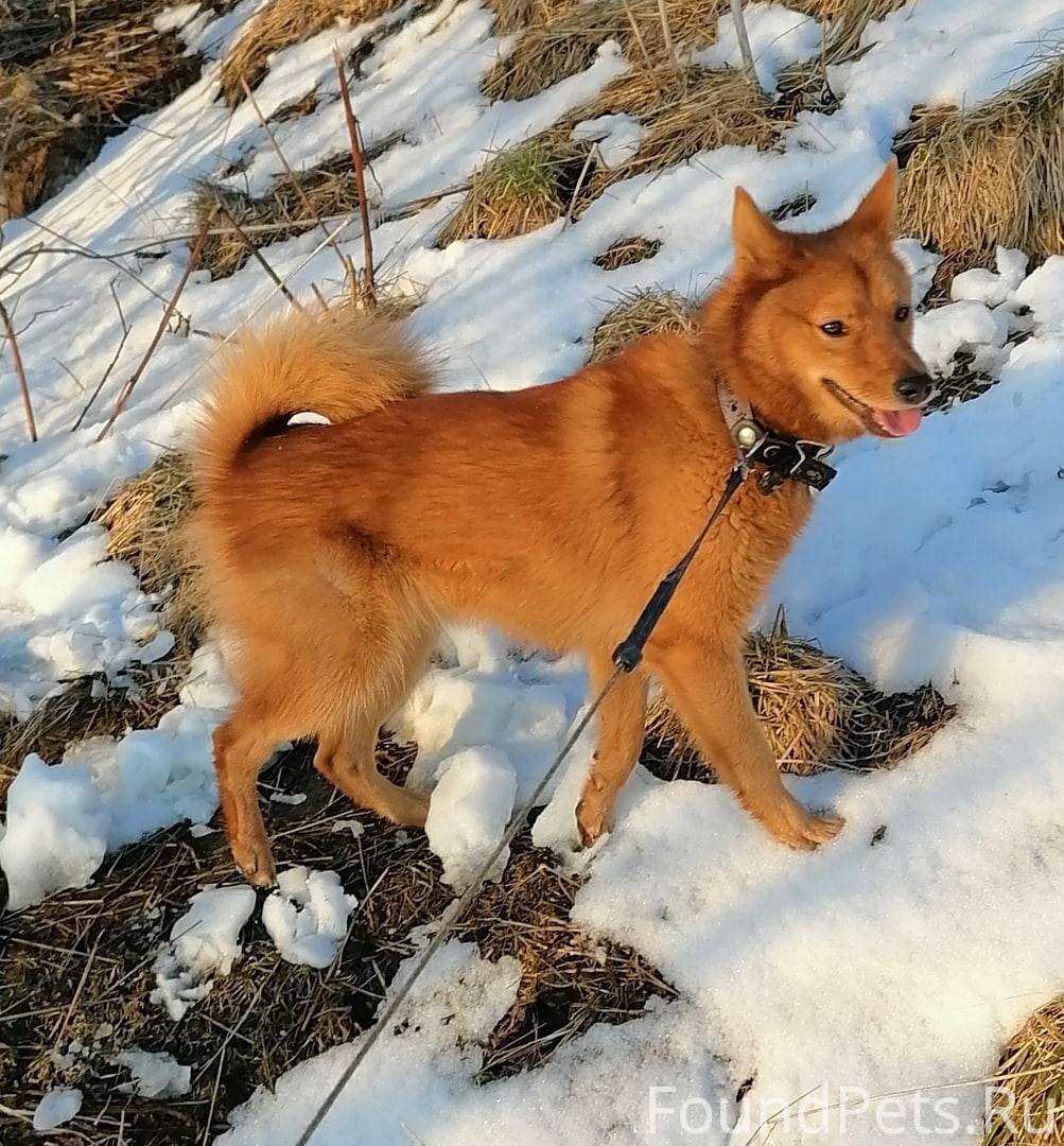 Карело-финская лайка белая