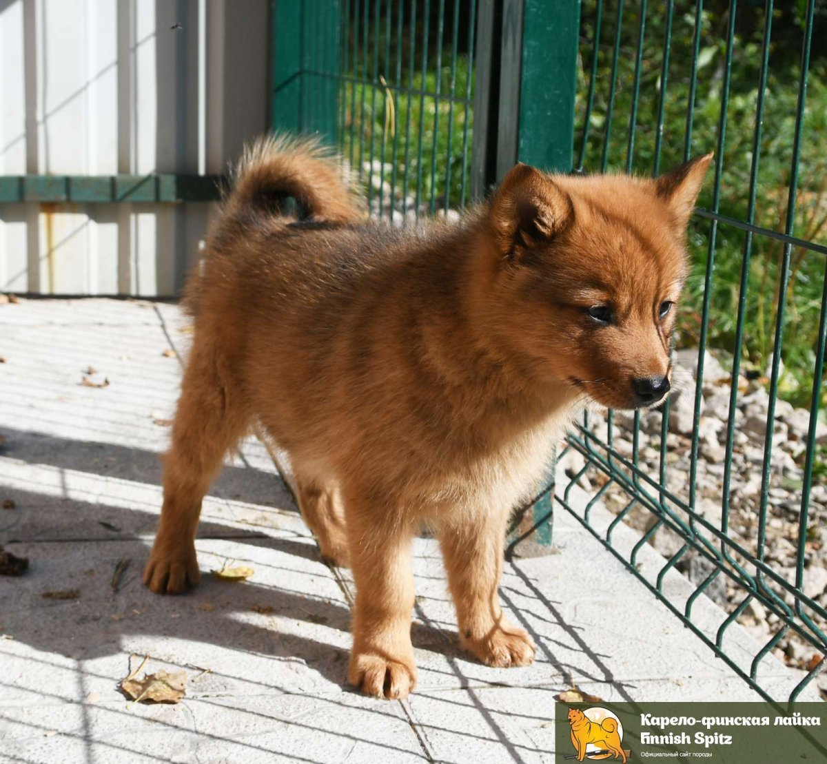 Карело-финская лайка + Акита