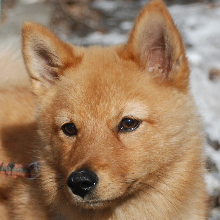 Карело-финская лайка