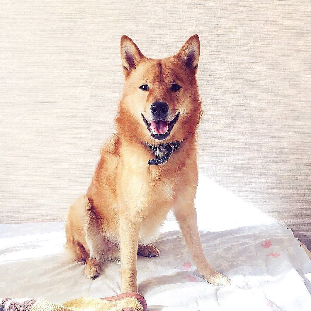 Порода собак Карело финская лайка