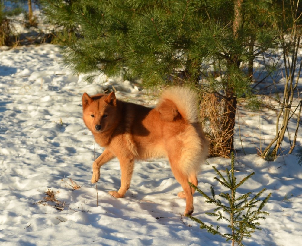 Лисицино Карело-финской