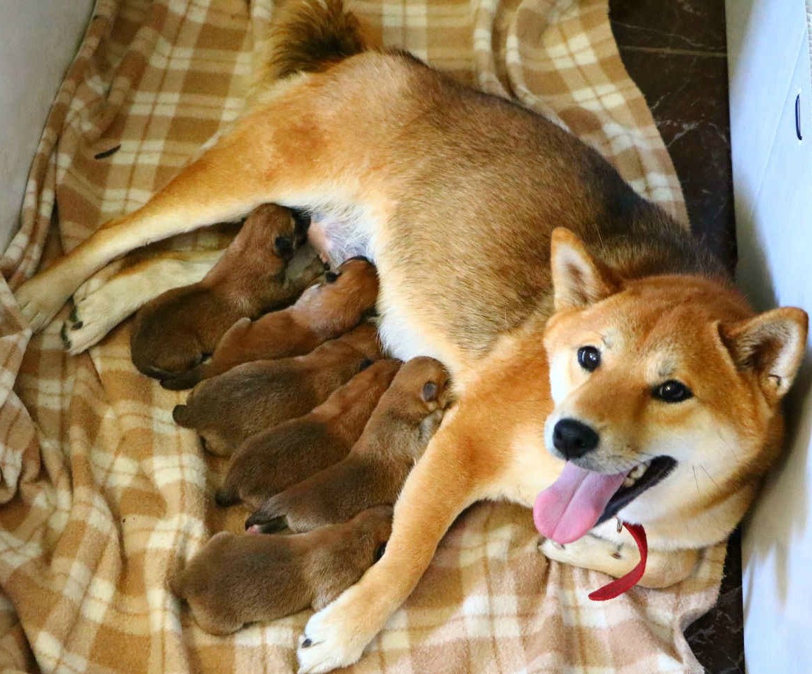 Вольер для сиба ину