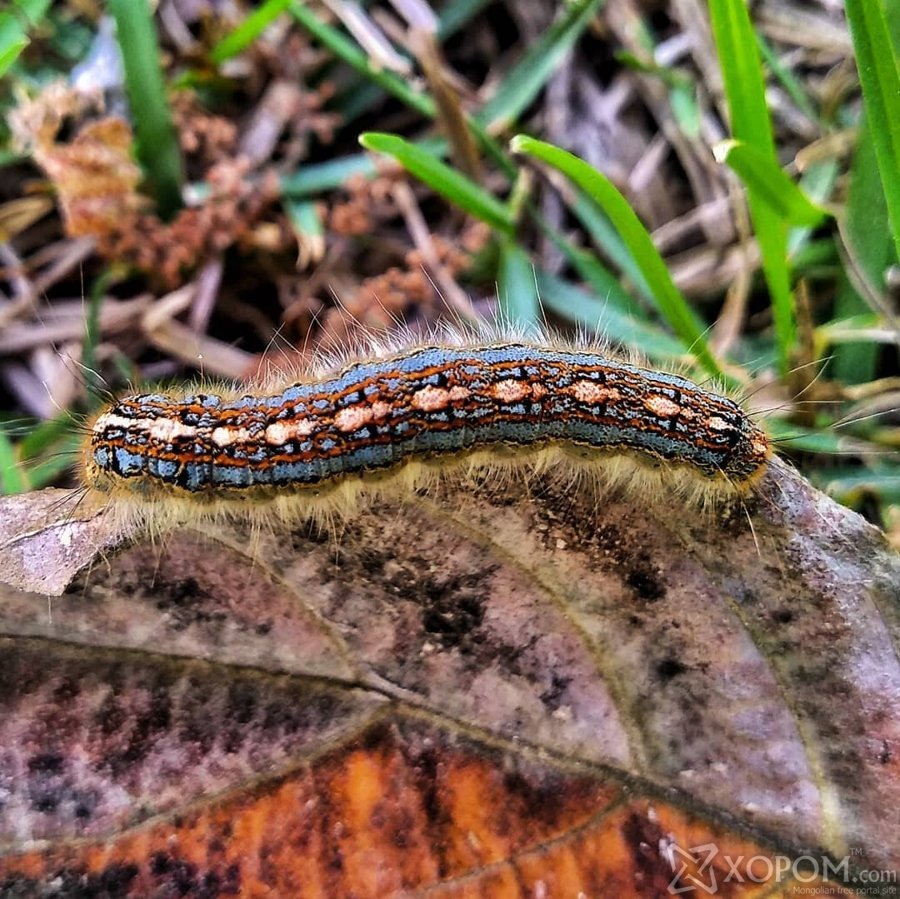 Коконопряд молочайный гусеница