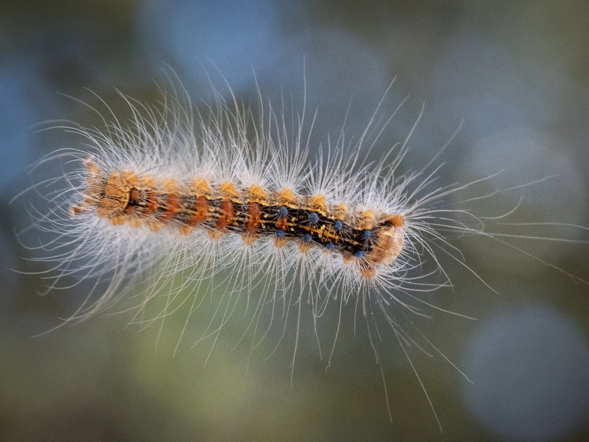Непарный шелкопряд в Башкирии