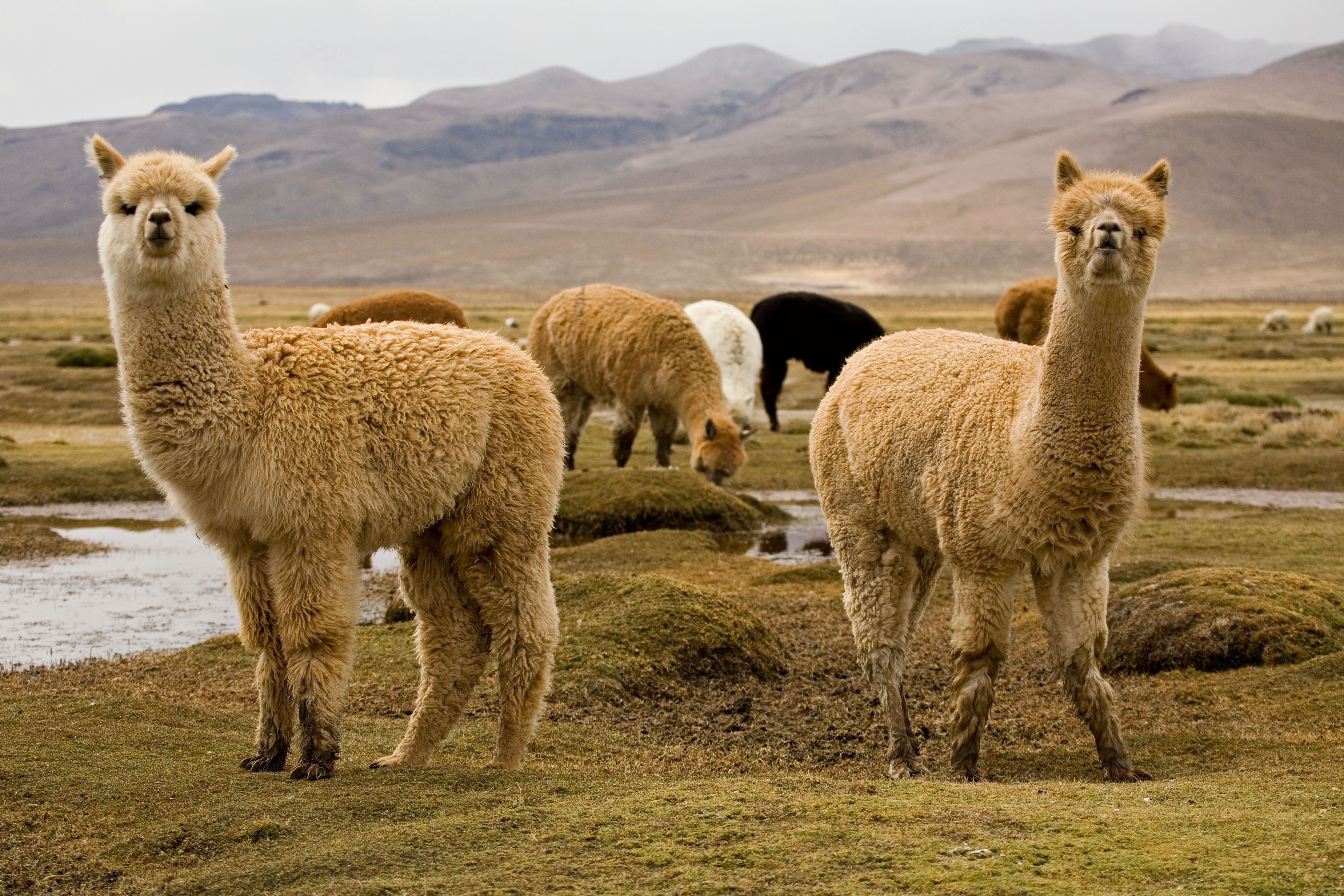 Animal latin. Перу лама альпака. Чили ламы. Лама альпака гуанако Викунья. Гуанако в Южной Америке.