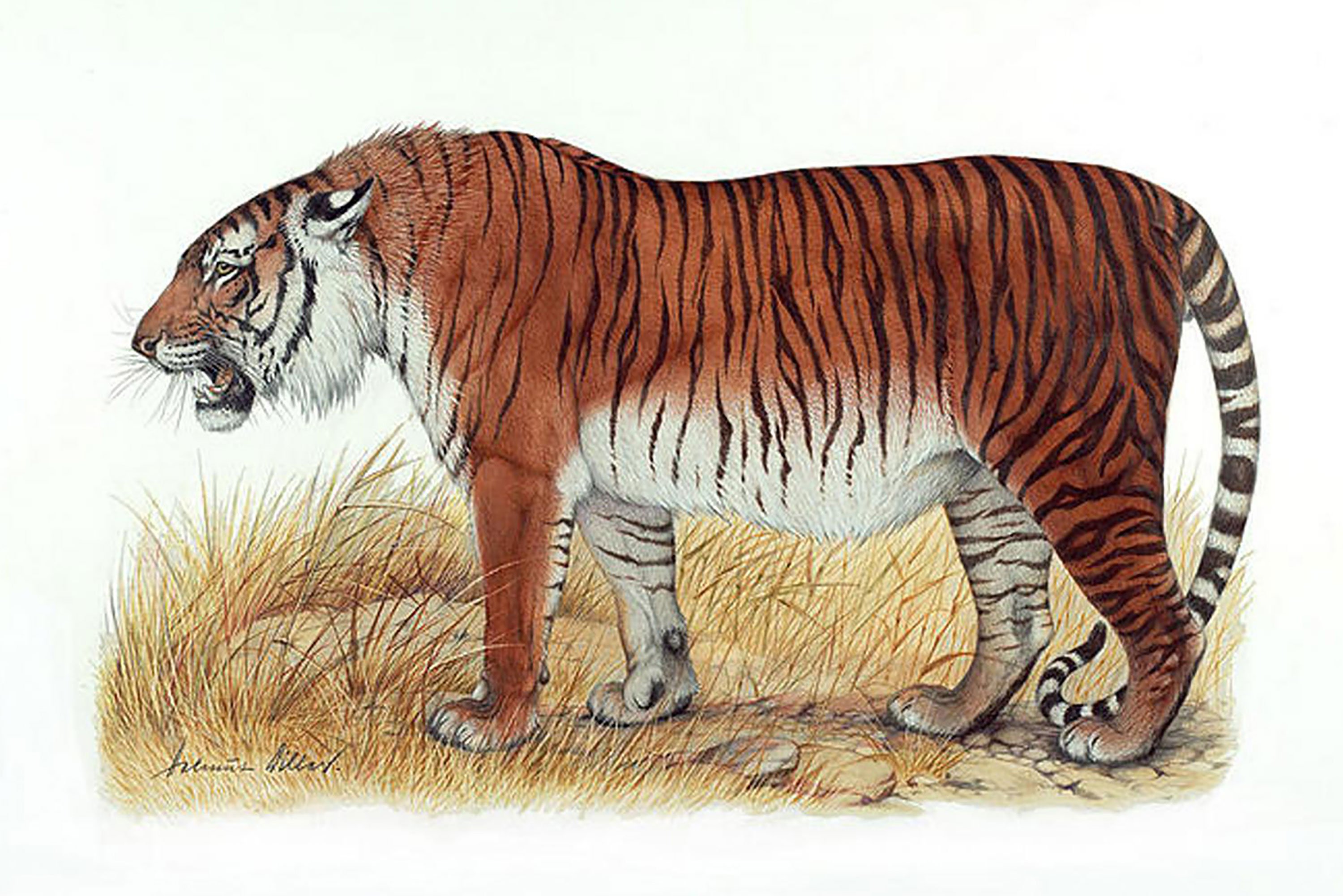 Вымершие животные картинки. Закавказский Туранский тигр. Туранский (Каспийский) тигр. Туранский тигр в Казахстане. Туранский тигр вымерший вид.