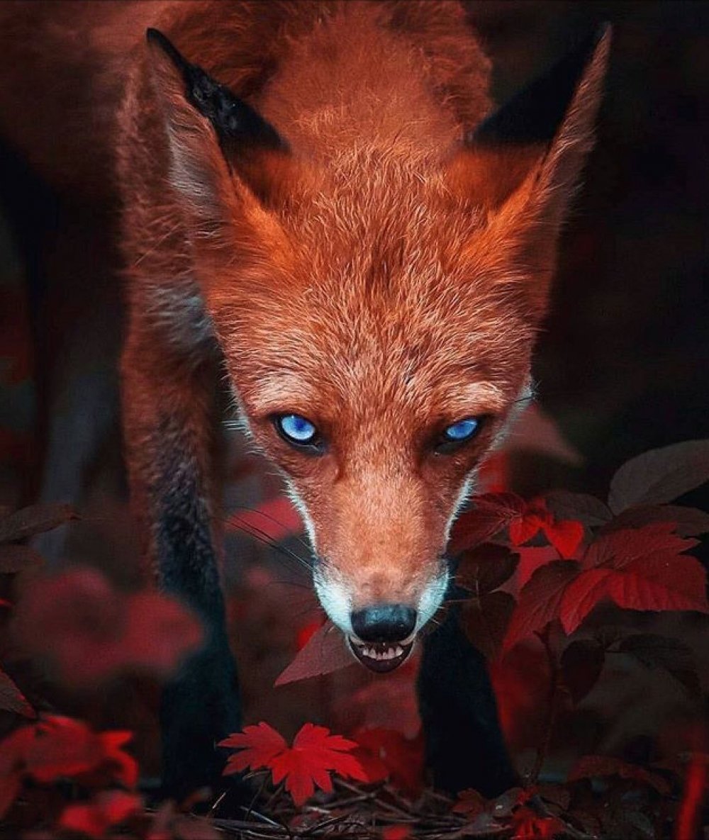 Красная лиса