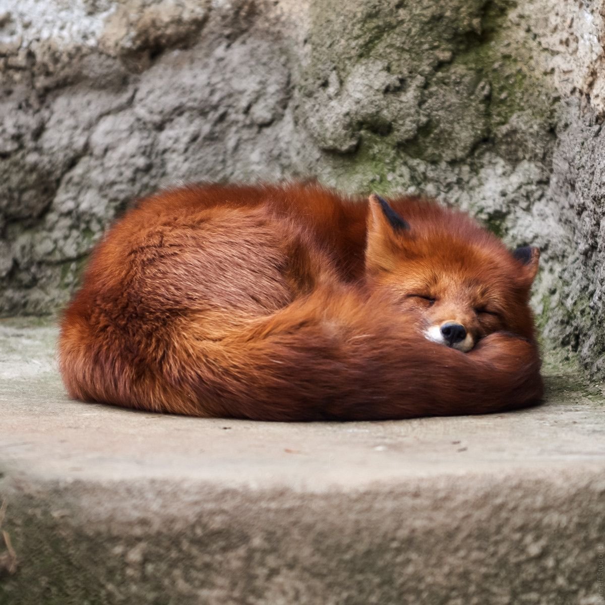 Московский зоопарк лиса