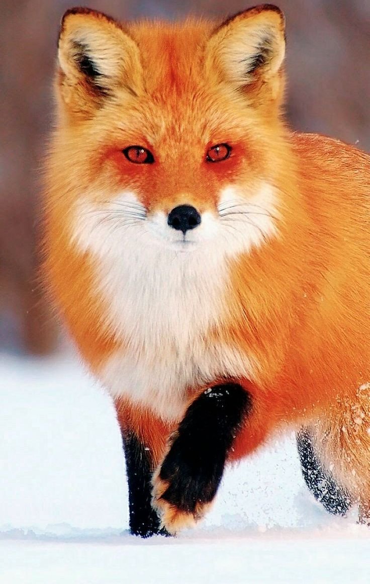 Лисица Хоккайдо