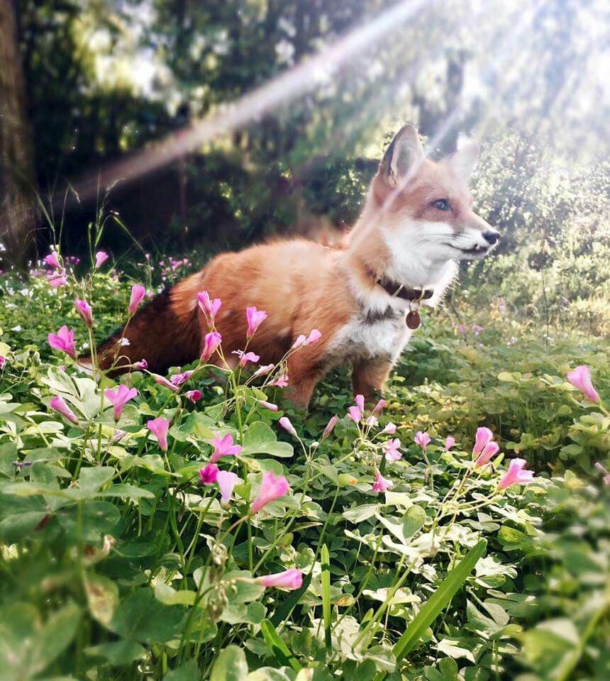 Розовая лиса