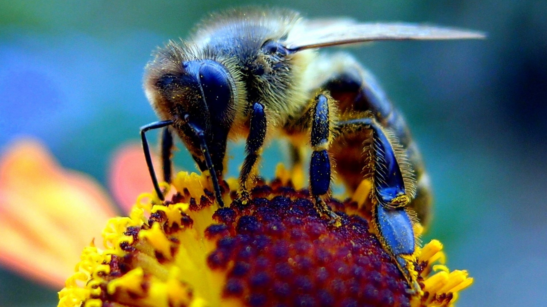 Виды нектара. Среднерусская медоносная пчела. Пчелы медоносные насекомые. Пчела мохнатоногая. Гималайская медоносная пчела.