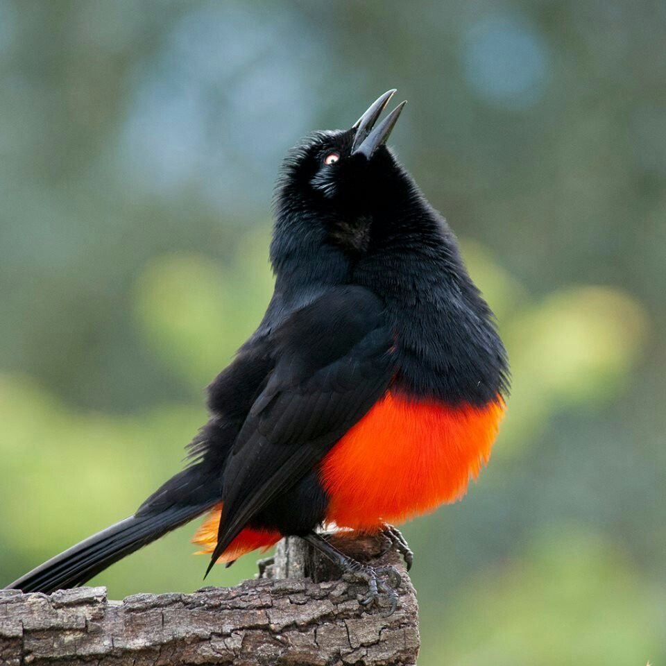 Краснобрюхий трупиал