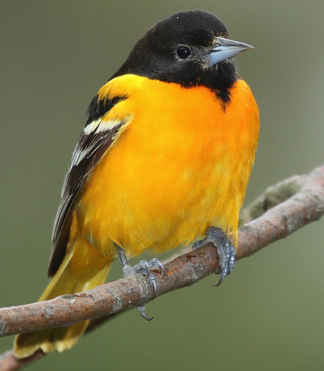 Желтая птичка с черной головой