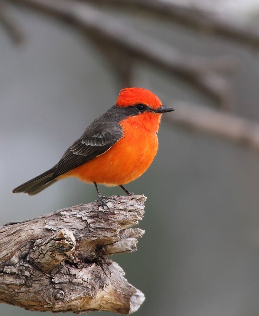 Маленькая оранжевая птичка фото. Птица с красной грудкой. Птица с красным брюшком. Птичка с оранжевой головой. Птицы с красными грудками.