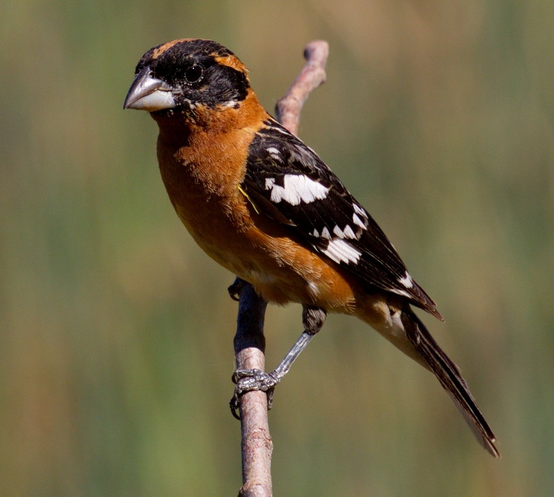 Black-headed Grosbeak