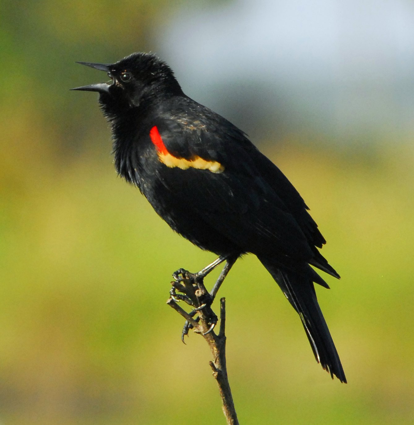 Чёрная птица с оранжевым пятнами. Черные птички с желтыми точками. Черная птица с красными полосками. Черная птичка с красными щеками.