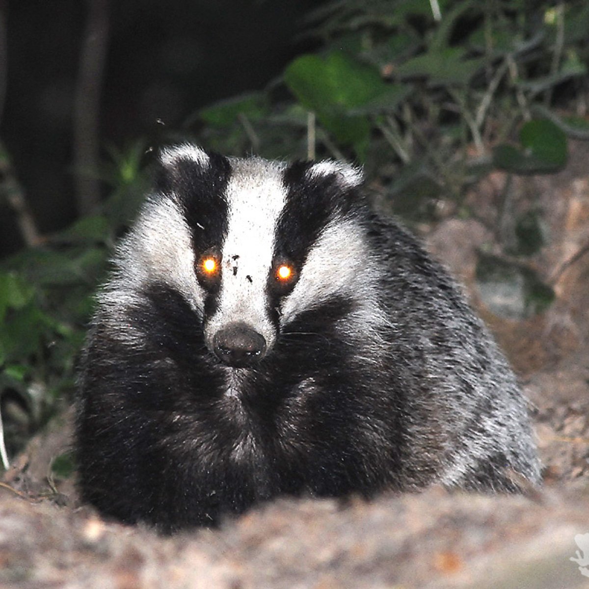 Барсук Meles Meles