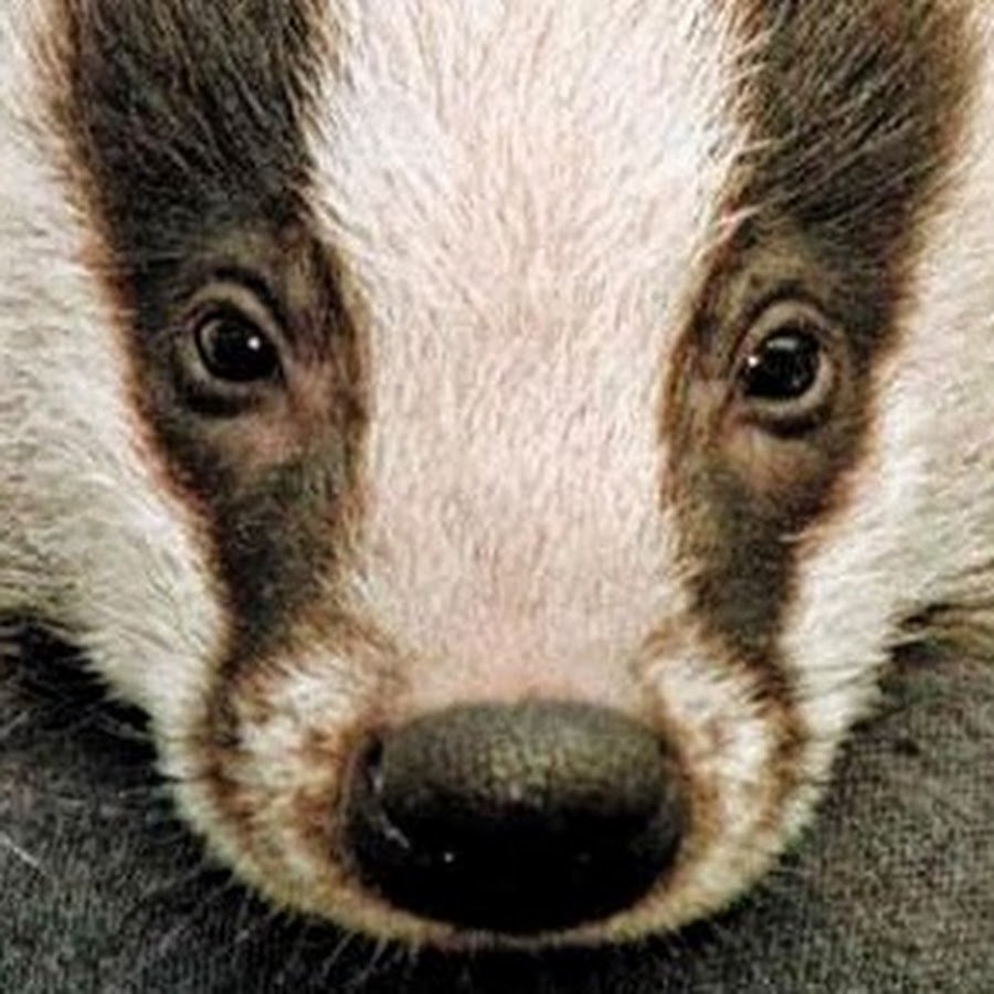 Глаза барсука