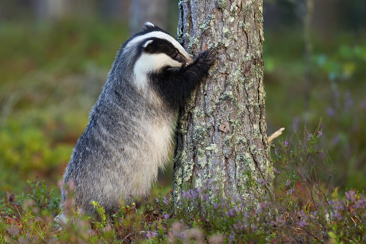Зверёк похожий на барсука