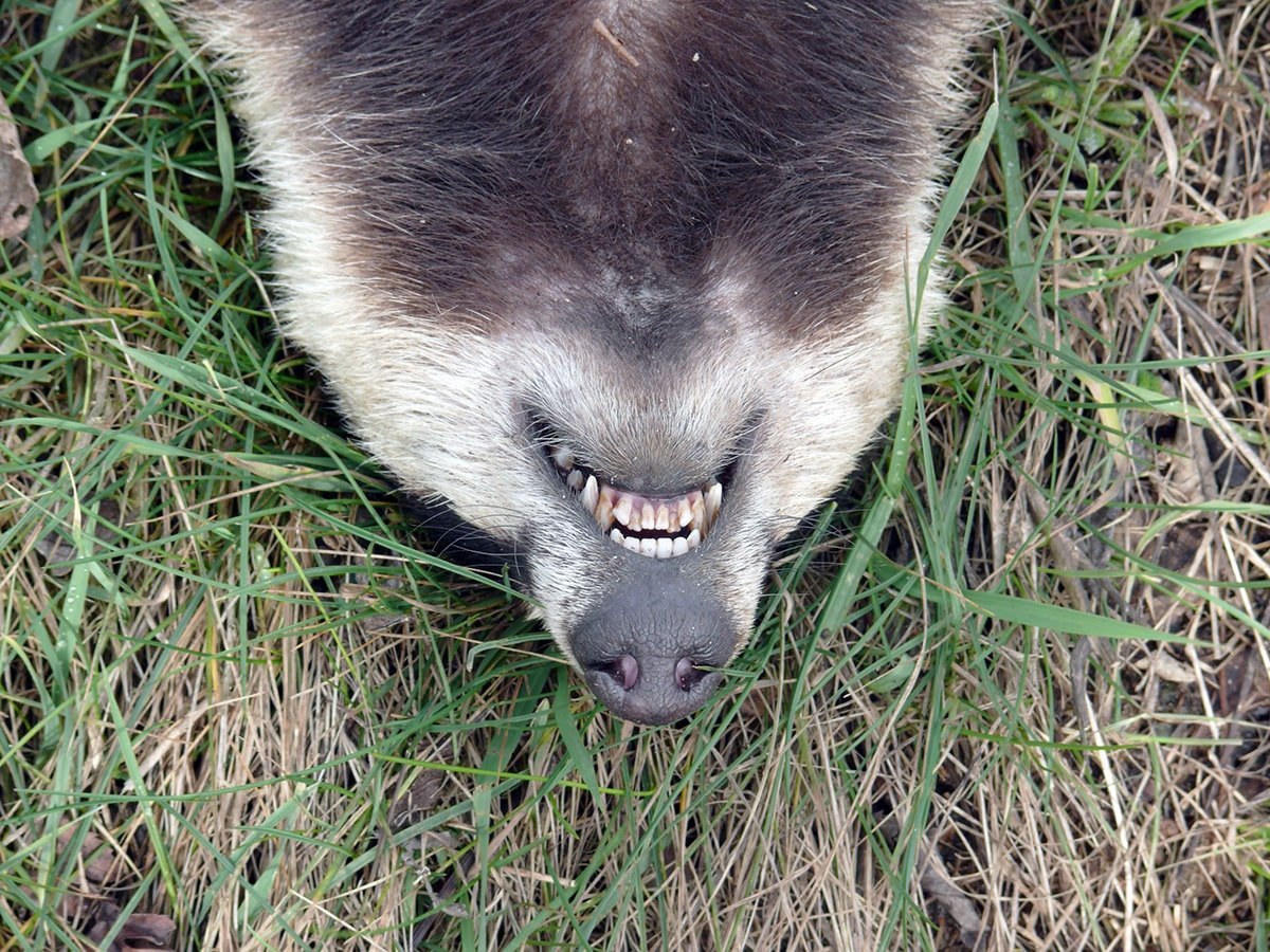 Барсук зубы