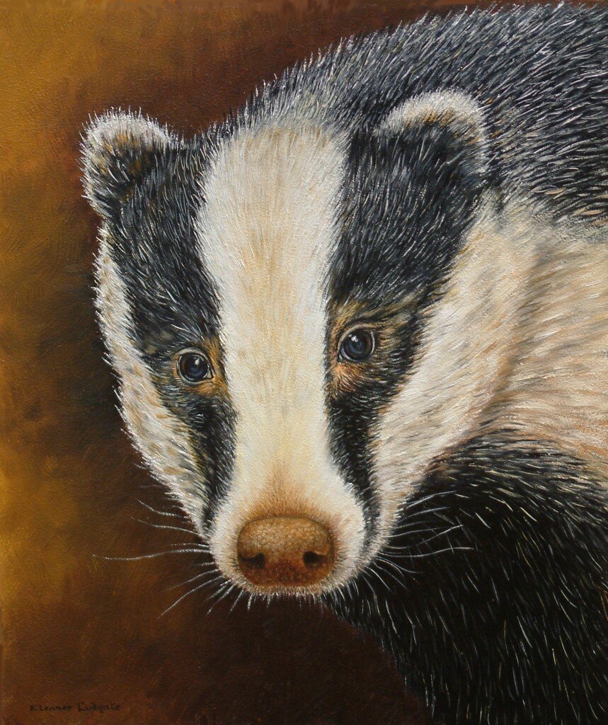 Барсук Эверетта