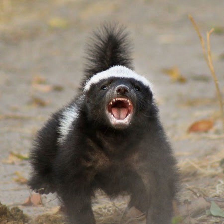 Медоед и скунс