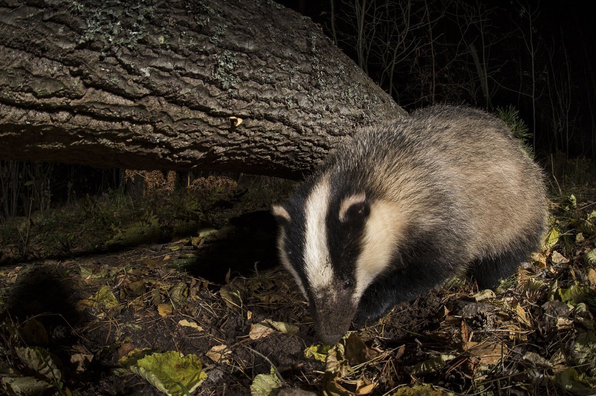 Европейский барсук в норе