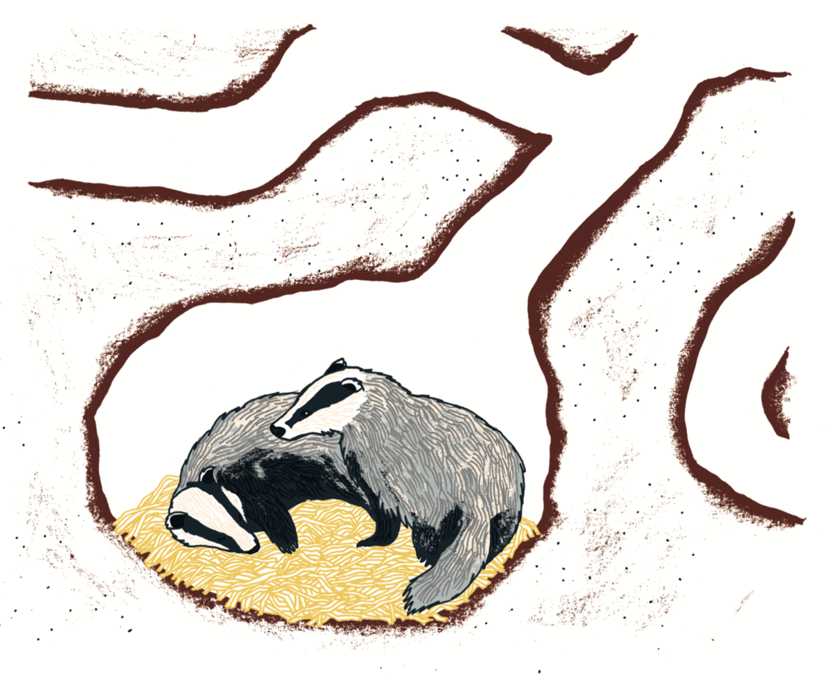 Барсук в берлоге