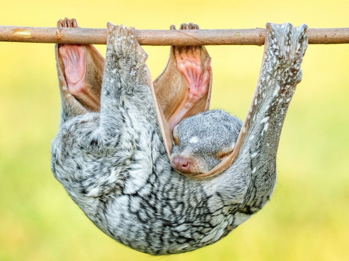 Малайзийский Шестокрыл