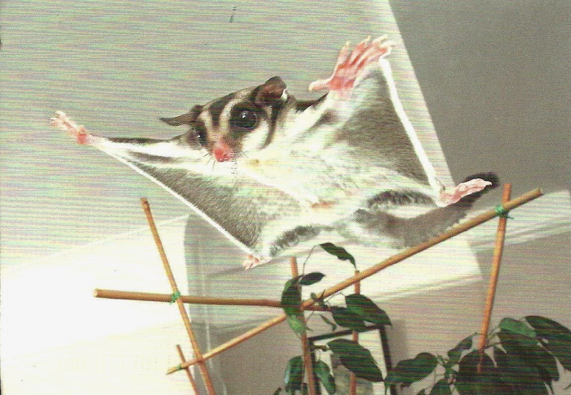 Сахарный поссум Лори