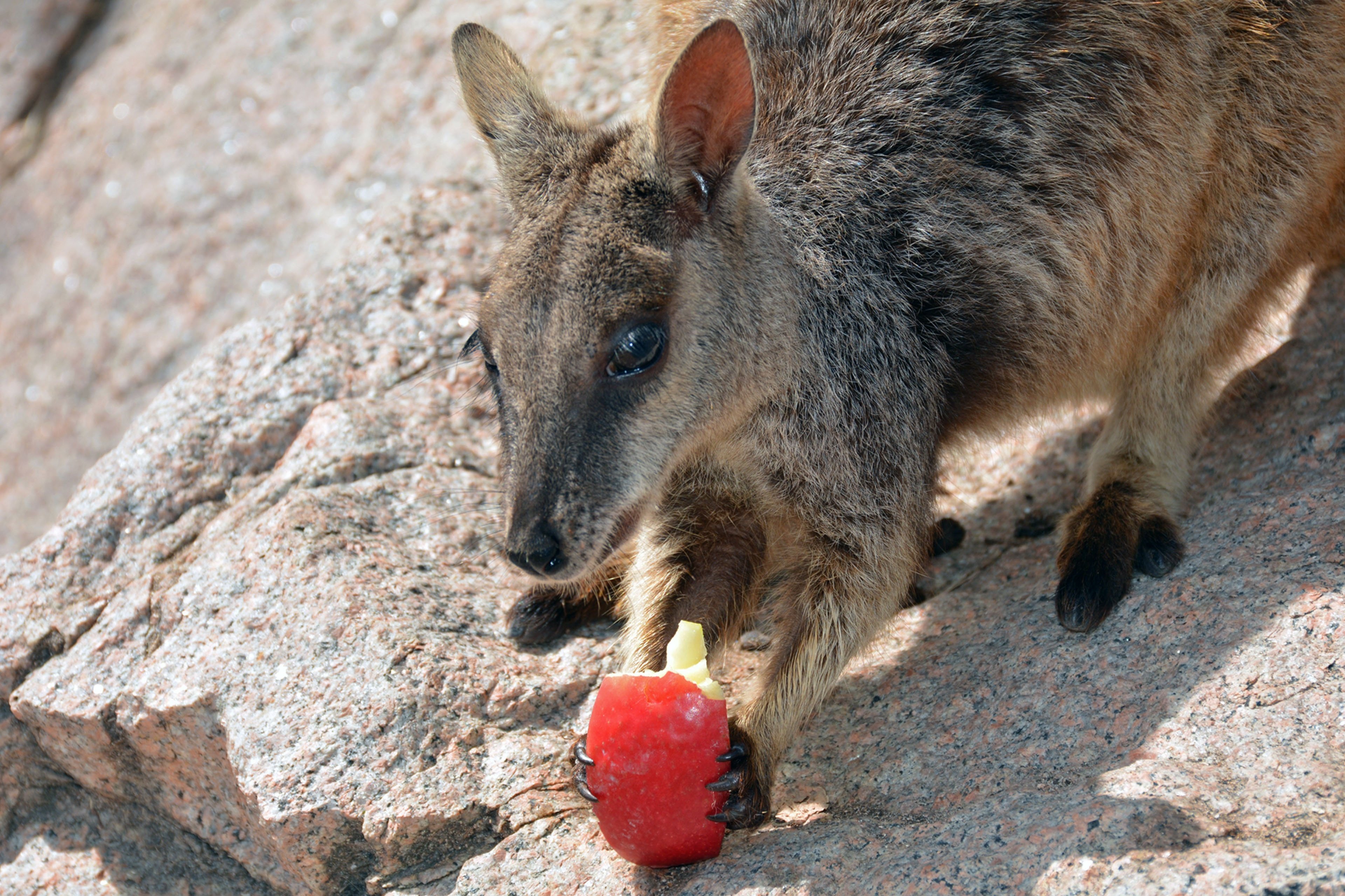 Почему сумчатые сохранились в австралии. Сумчатые кенгуру. Сумчатые кенгуру в Австралии. Валлаби двурезцовые сумчатые. Сумчатые звери кенгуру.