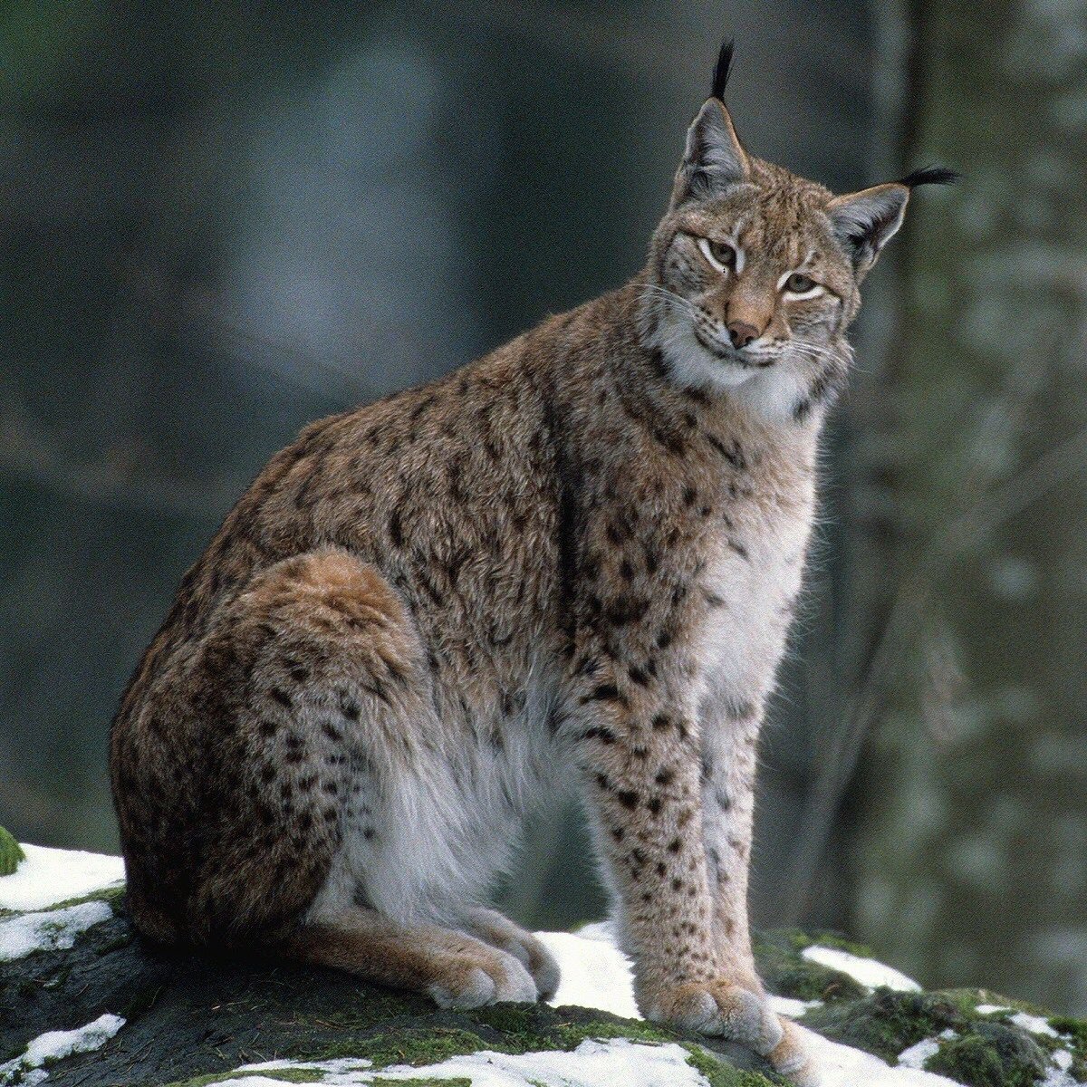 Г рысь. Бобкэт Рысь. Канадская Рысь Бобкэт. Американская Рысь Бобкэт. Рысь — Lynx Lynx.