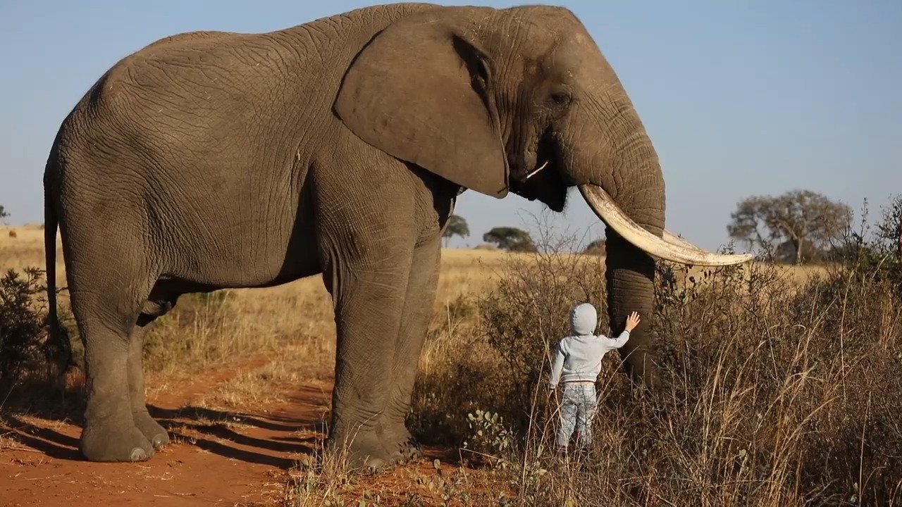 Elephant present. Слон. Слоны фото. Африканский слон фото. Слон настоящий.