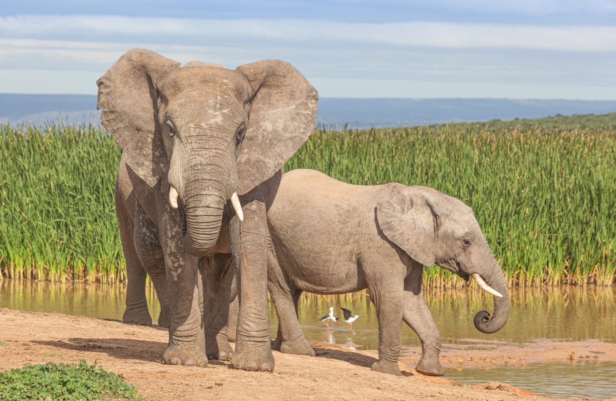 Известно что индийский слон крупное наземное млекопитающее. Парк слонов. Слоны среда обитания. Индийский слон. Африканский саванный слон.