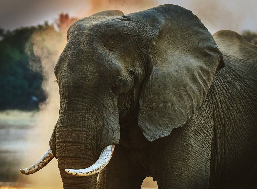 Морда слона