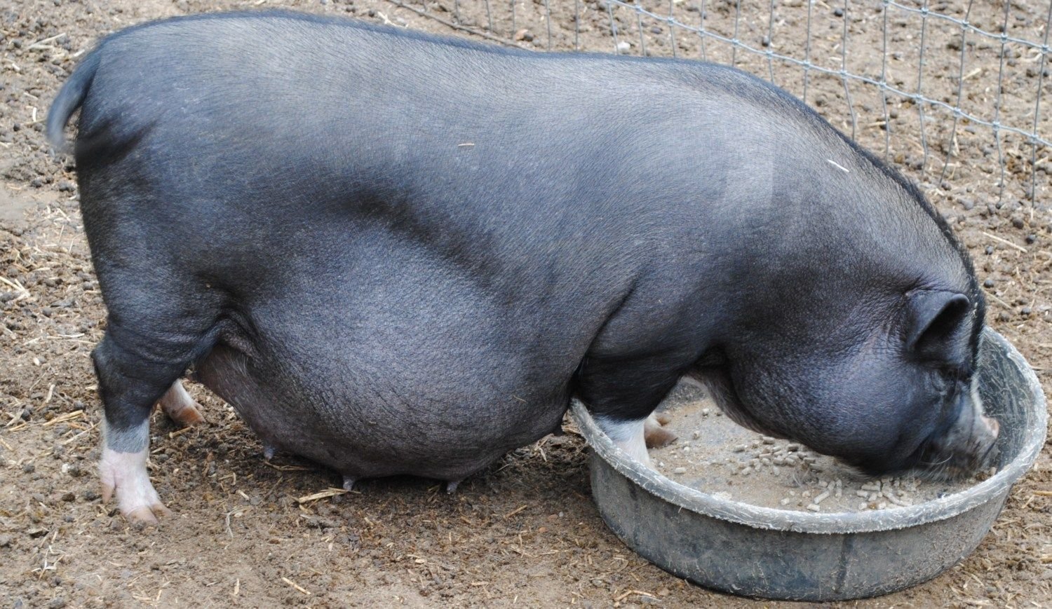 Поросная свинья. Вьетнамская Свинка супоросность свиньи. Супоросные свиноматки.