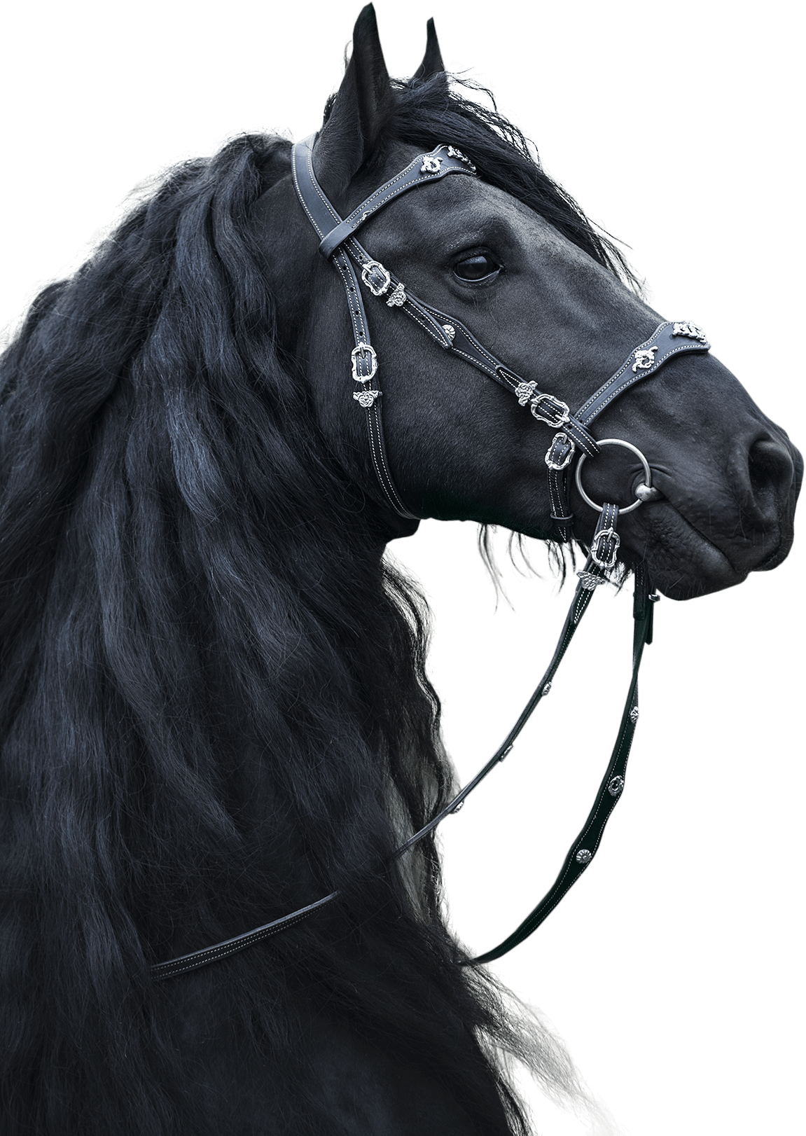 Лошади вытянувшие черные головы и согнувшиеся. Андалузская лошадь Эстетика. Лошадь черный. Фризская лошадь. Фризская лошадь Эстетика.