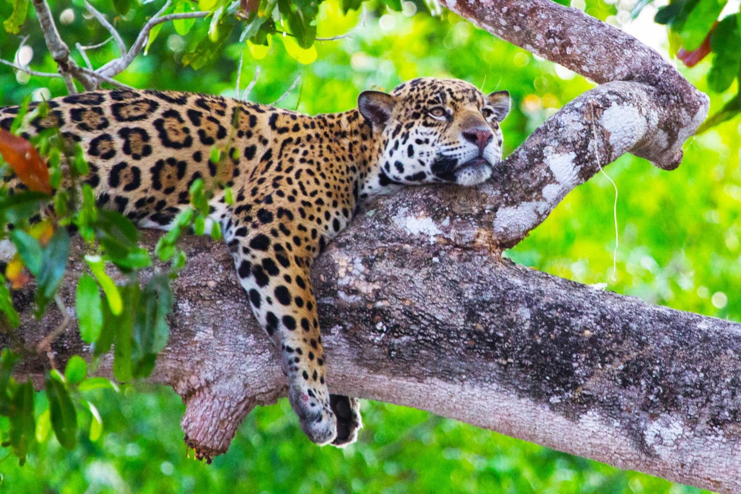 Животный мир мексики. Ягуар в Мексике. Животные Мехико Ягуар. Ягуар Южная Америка. Перуанский Ягуар.