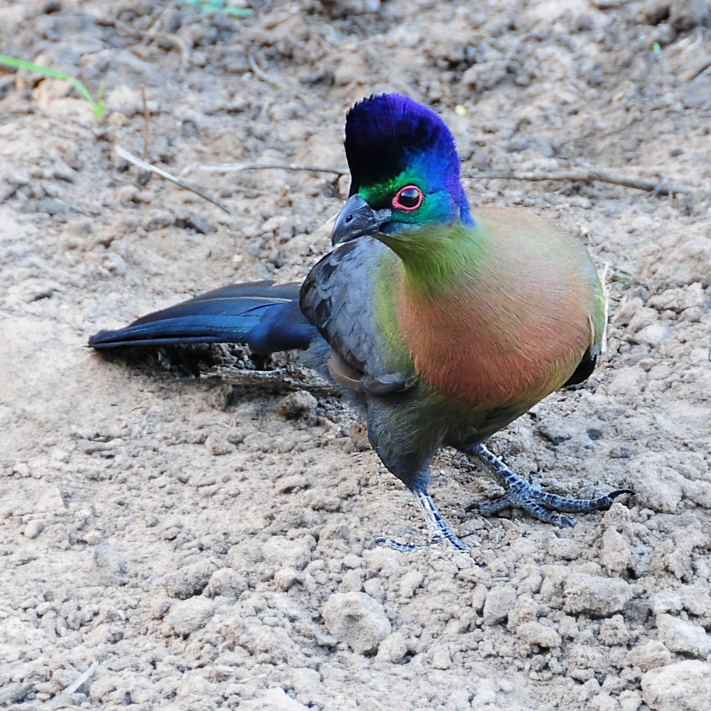 Птица с зеленой головой. Фиолетовочубый турако. Tauraco porphyreolophus. Турако бананоед. Турако птица.