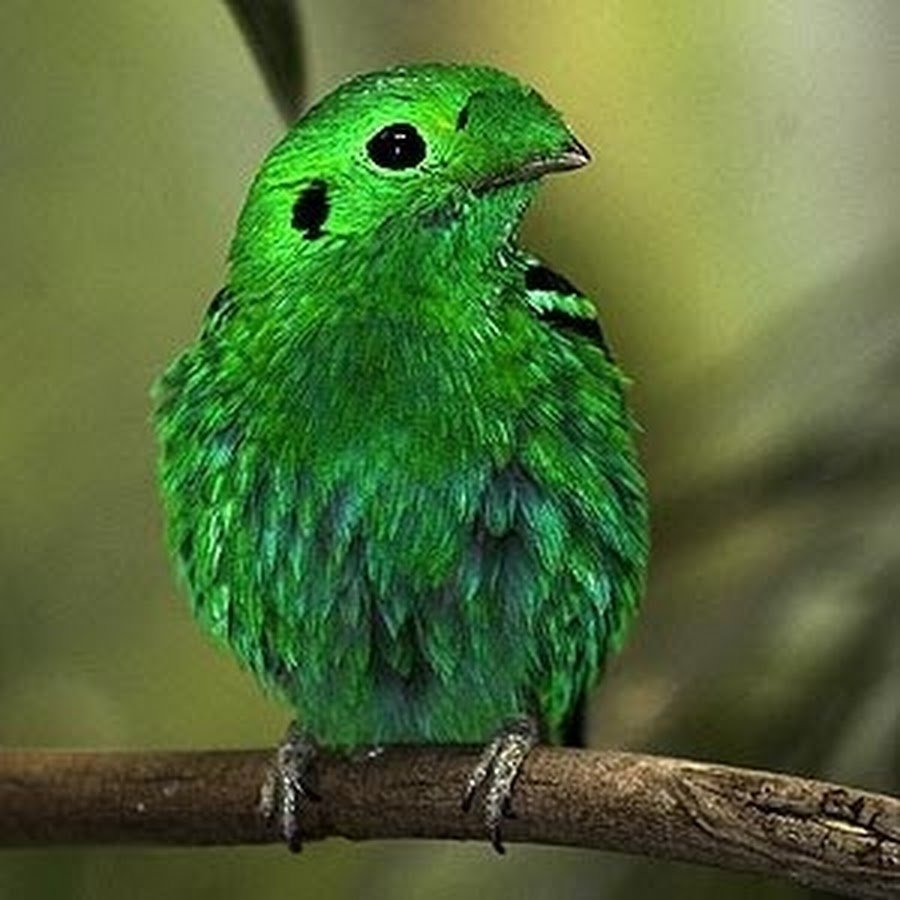 Маленькие зеленые птички